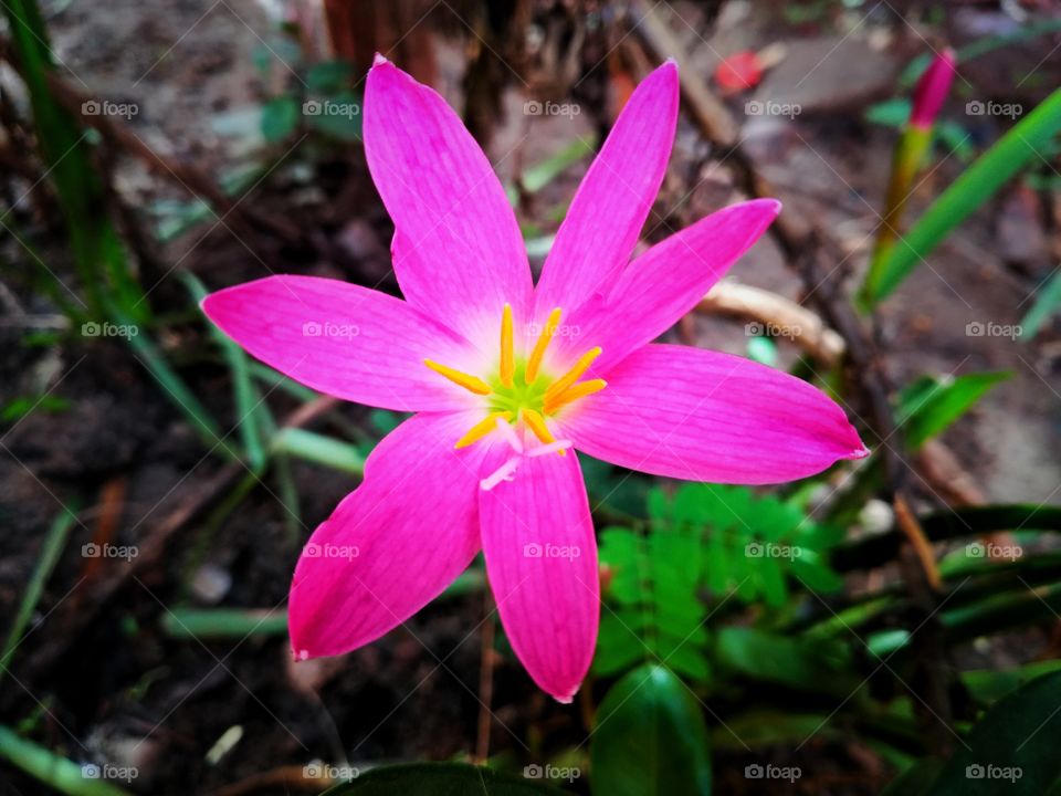 the morning vibes the pink colur is very awesome