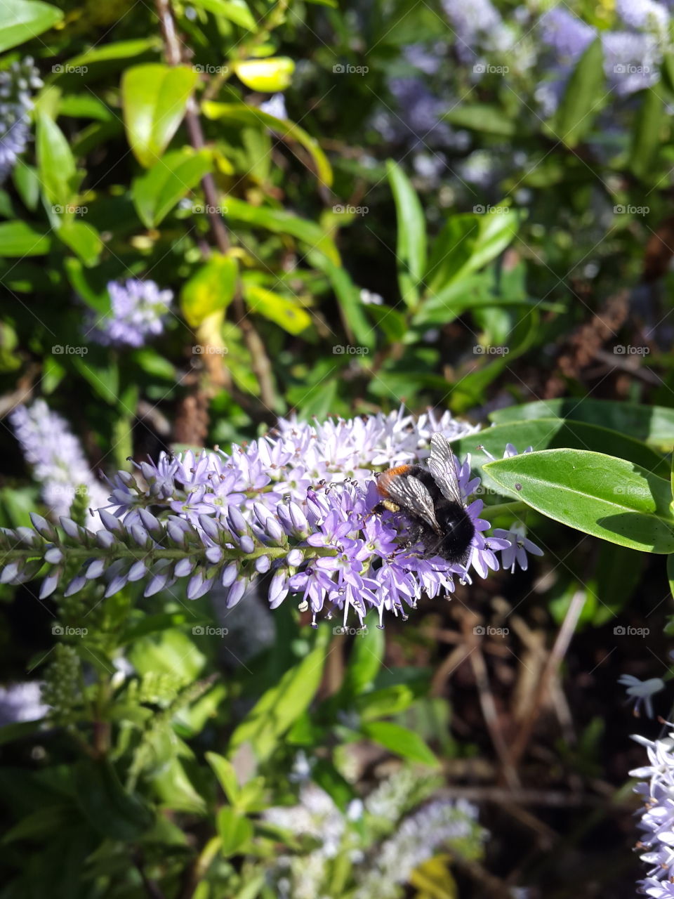 Always beautiful to watch the bees sipping nectar from the summer blooms