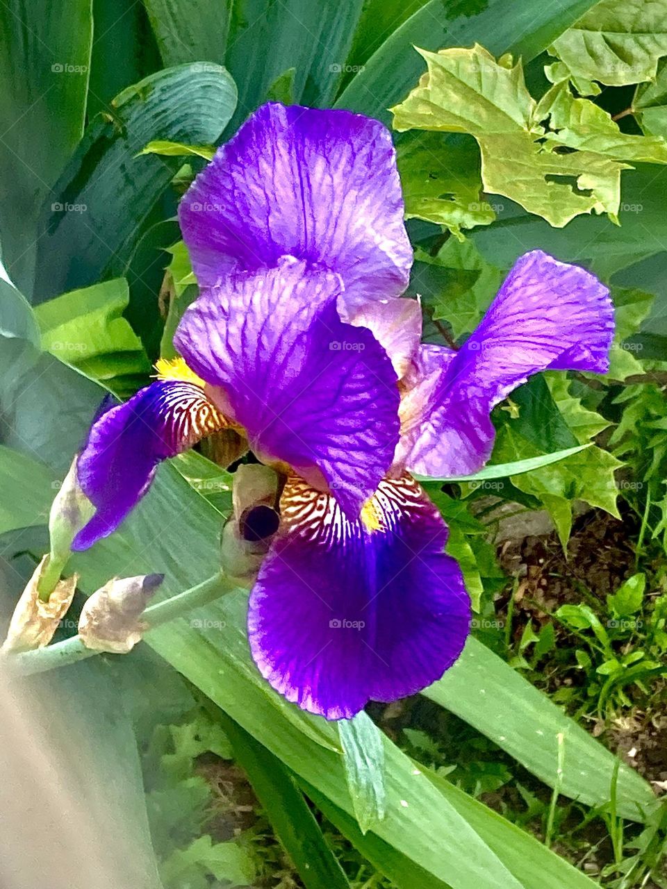 Iris