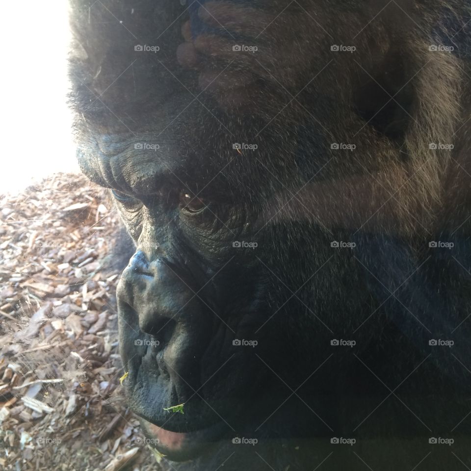 Silverback gorilla face at the OKC zoo