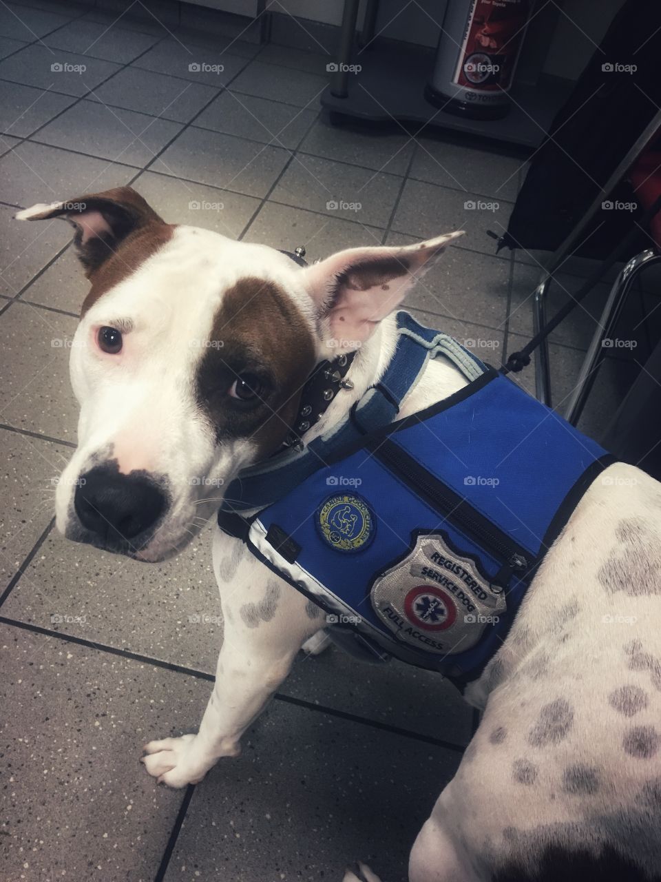 Service Dog with a Cause