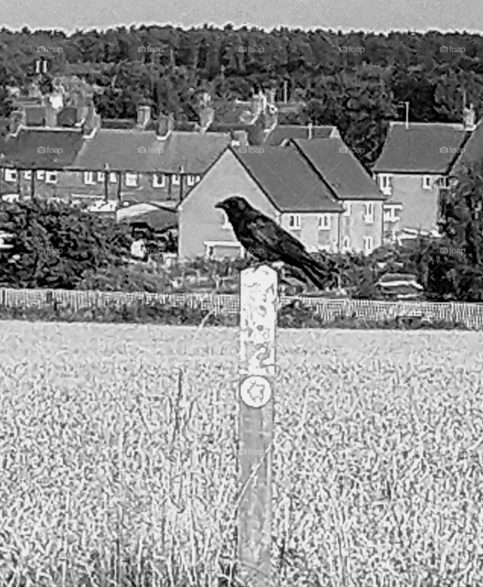 Crow's Post.