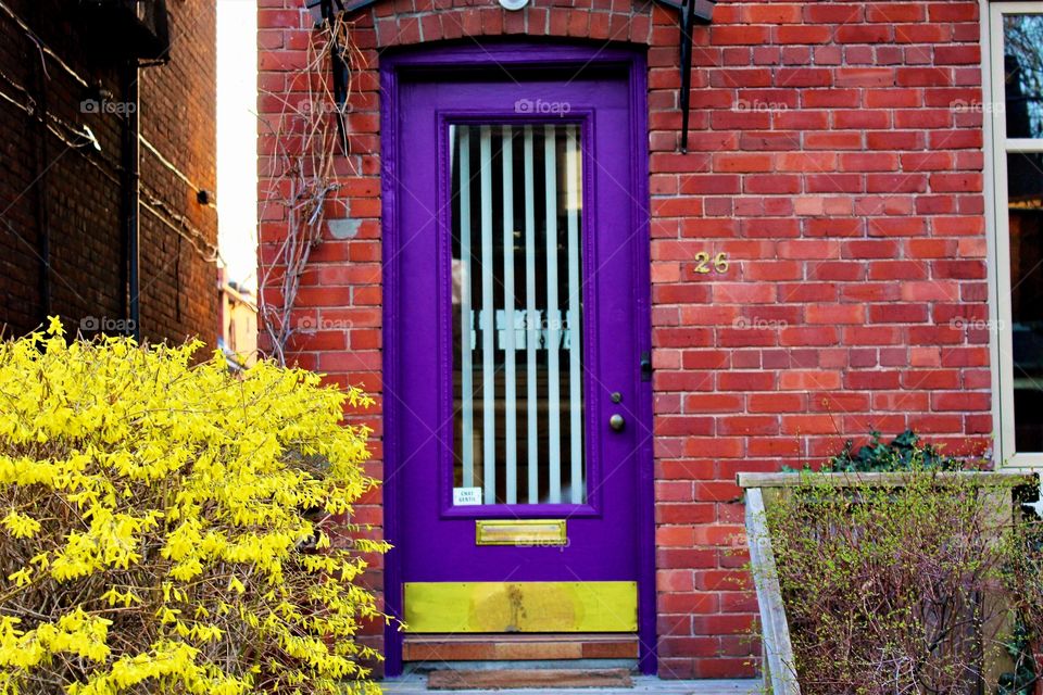 Purple Toronto door