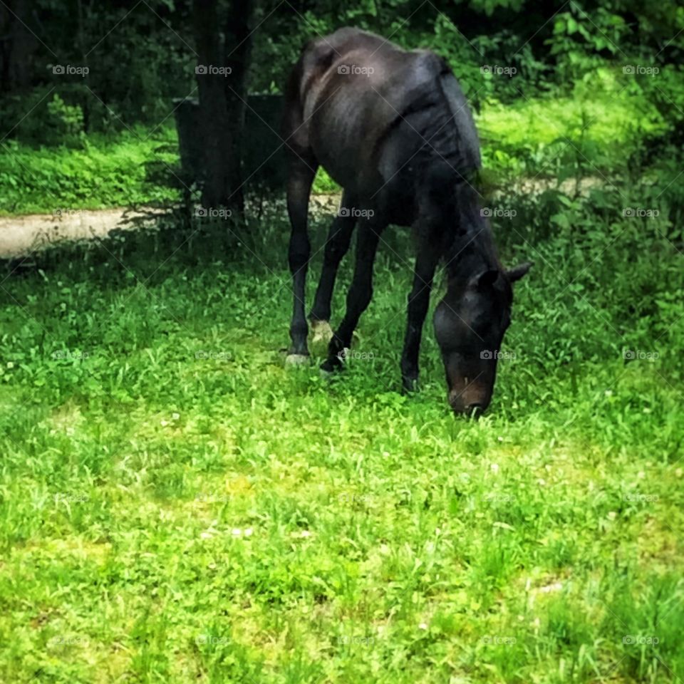 Look what was on the property this morning🐴🐴🐴