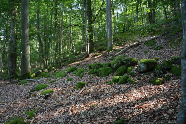 Forest in Sweden 