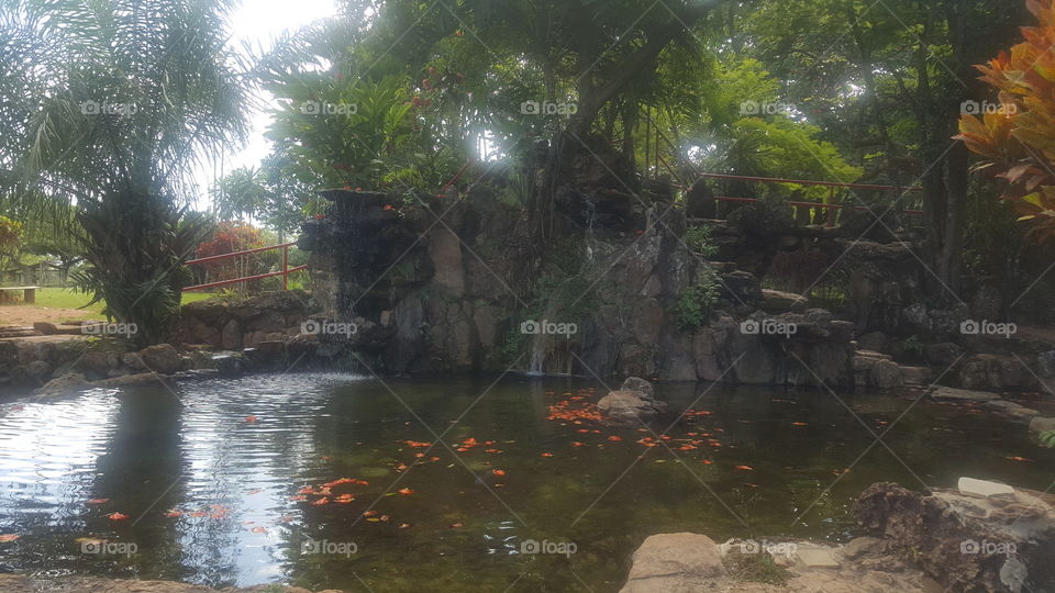 Algumas pétalas no lago -  Jardim japones - Caldas Novas - Brazil