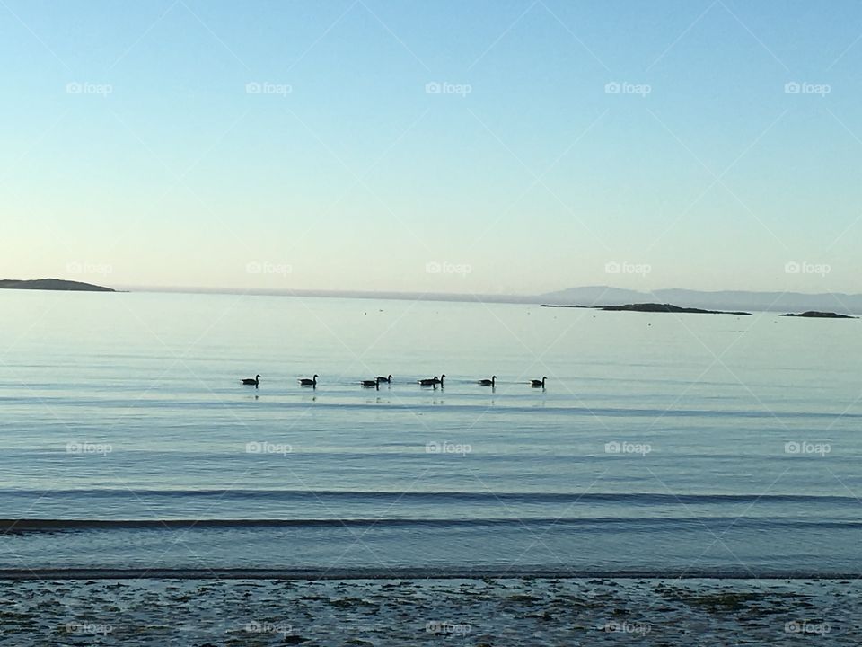 Geese swimming by the shore on Willows Beach