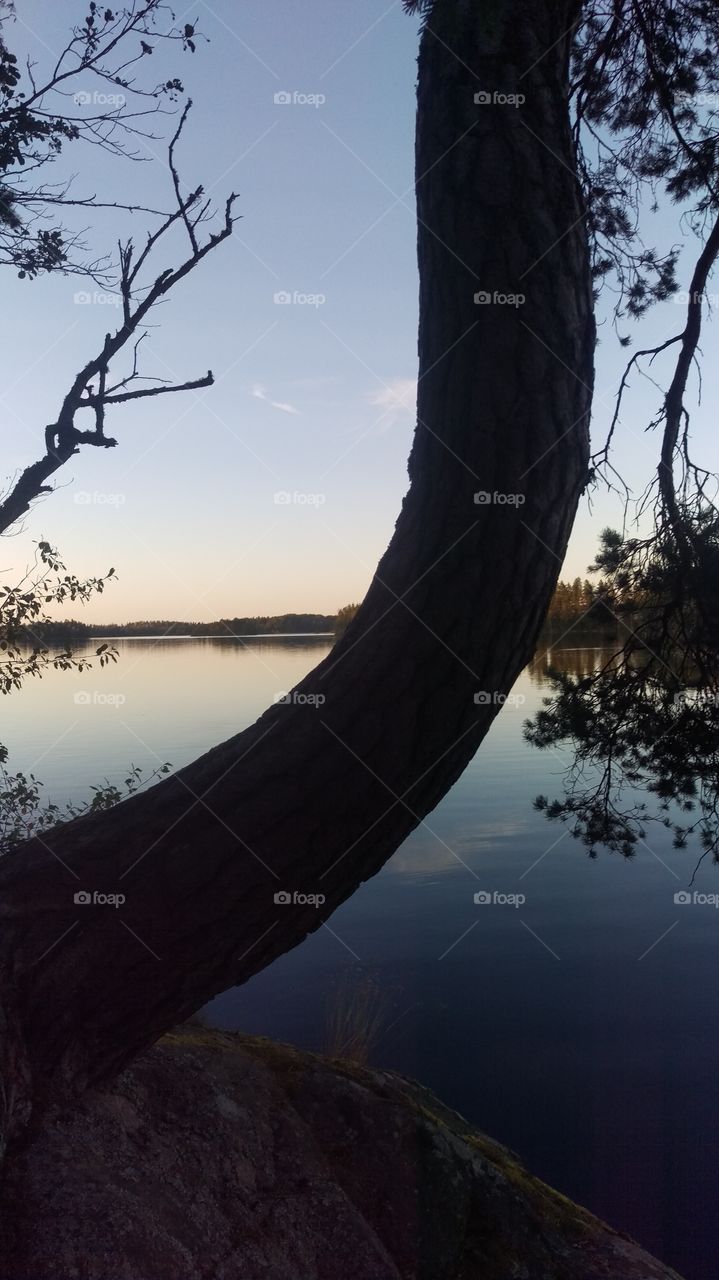 After the tree, Lövsjön, Kolmården