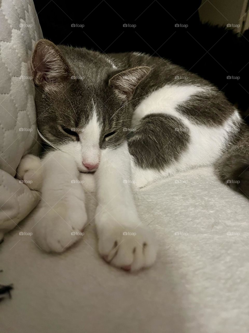 
"Charming cat in cozy embrace, a heartwarming triptych