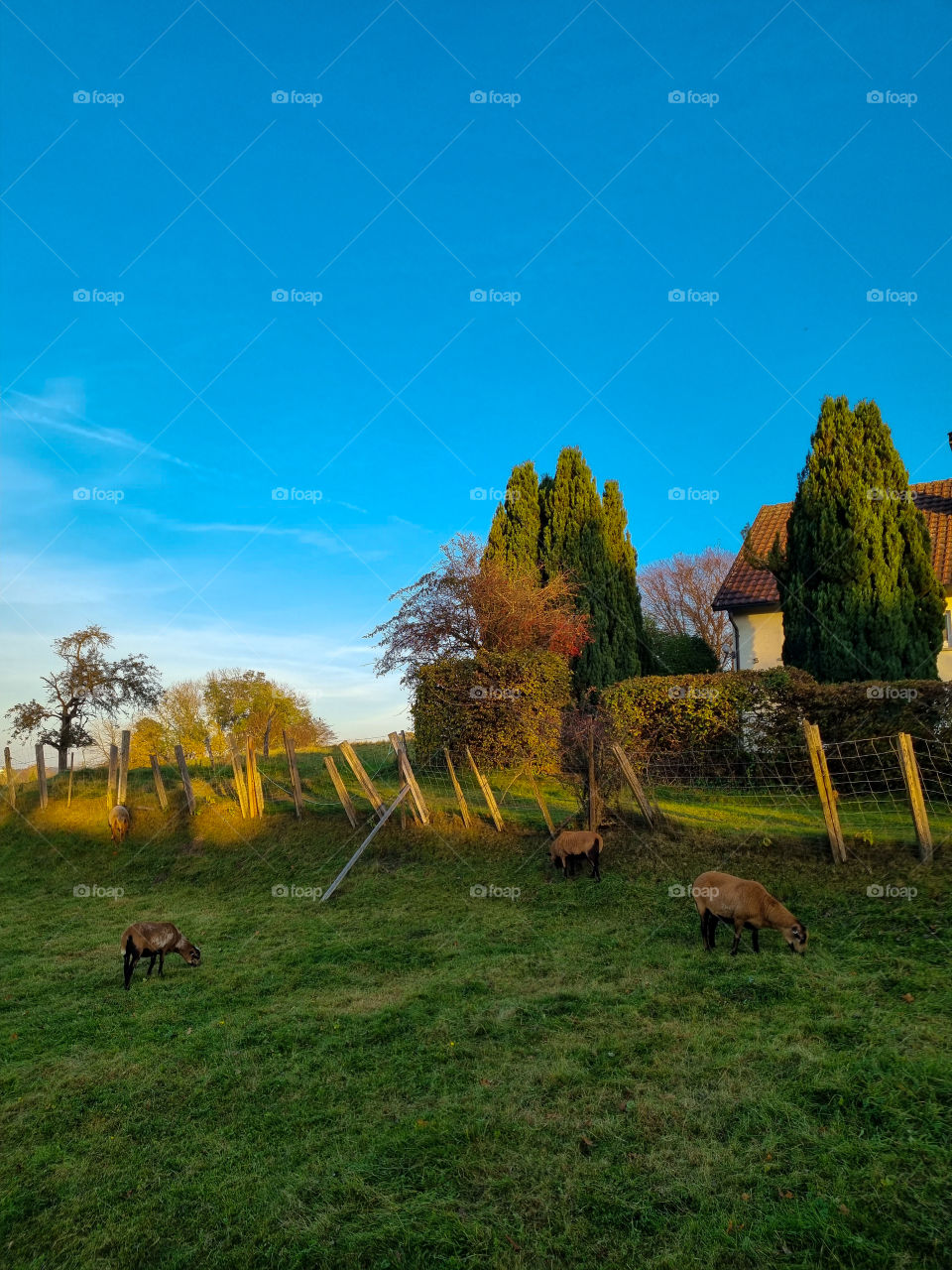 My neighbours have goats and they are so cute and similar, twin goats. The goats have beautiful brown colors. They are always outside enjoying the fresh grass. I don't know how they tell them apart.