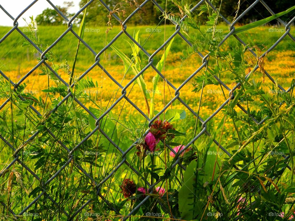 Field through the fence. picture of flower field through the fence
