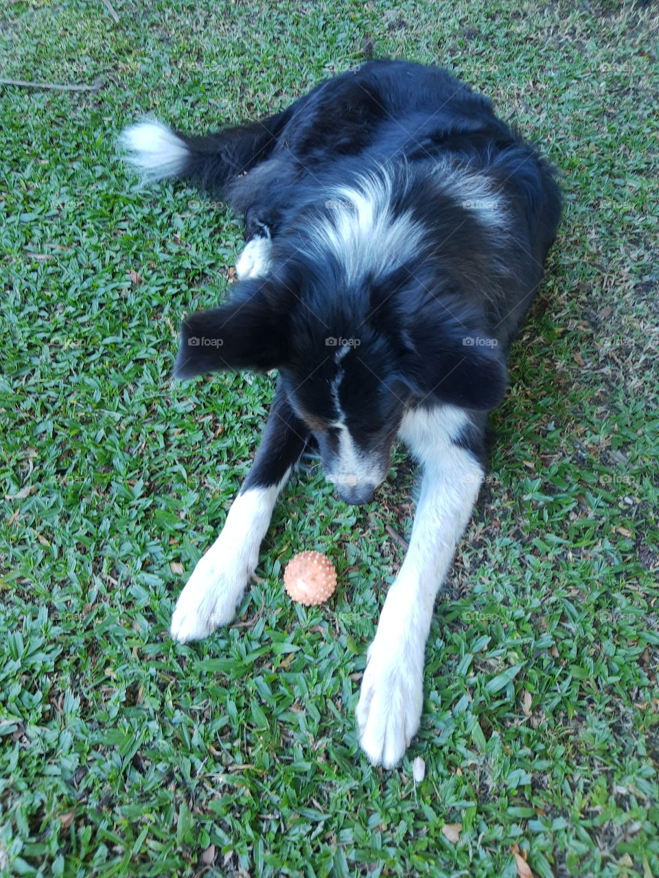 dog with a small ball