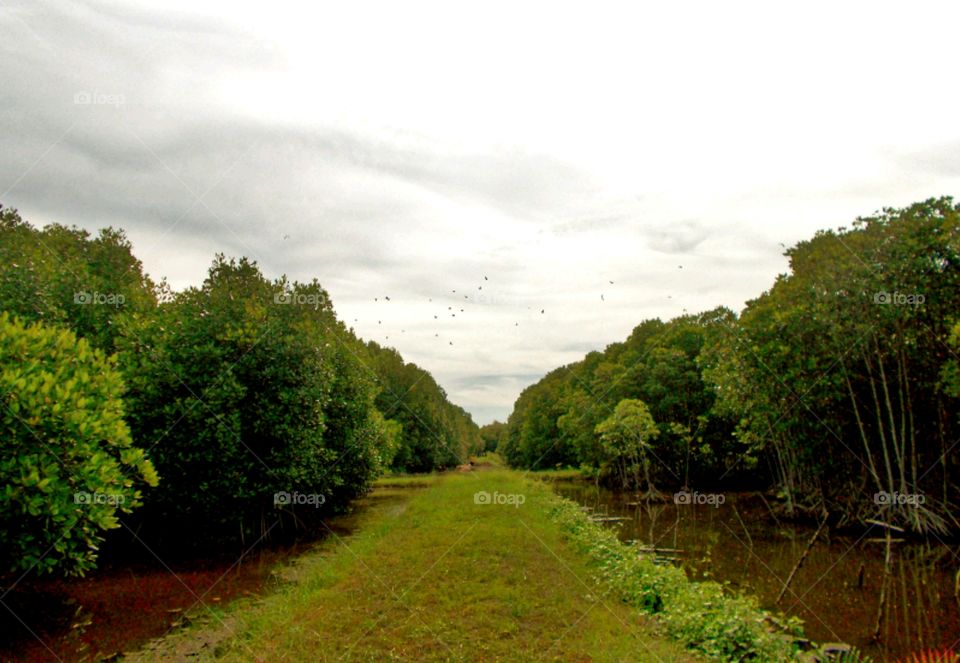 Marshy landscape