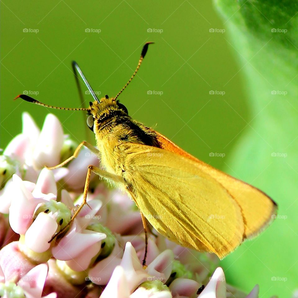 Folded wing skipper enjoying the milkweed wildflowers