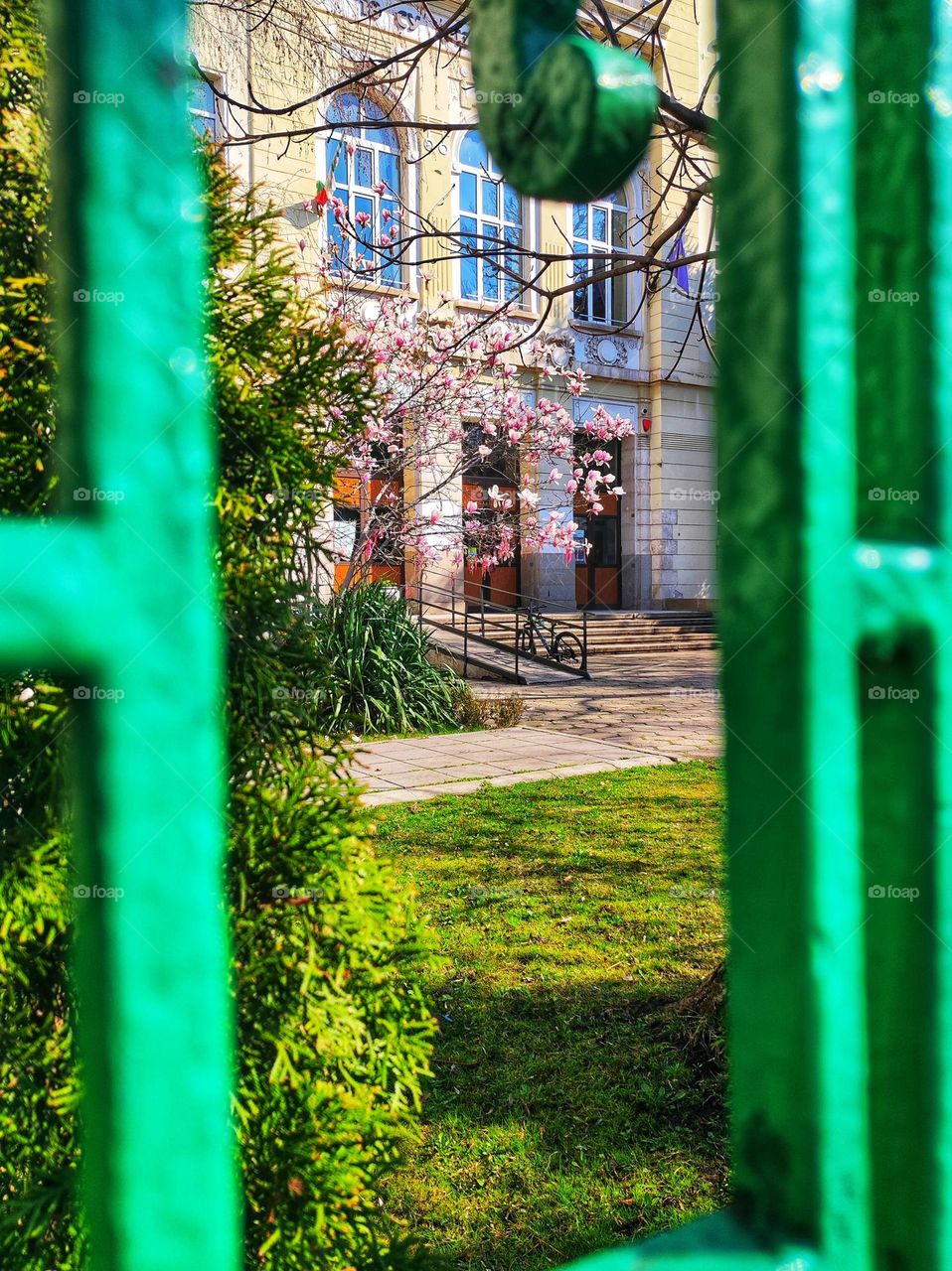 A beautiful spring photo of the spring time coming with green grass and flowery magnolia trees in front of a school entrance captured from the gap between the green fence