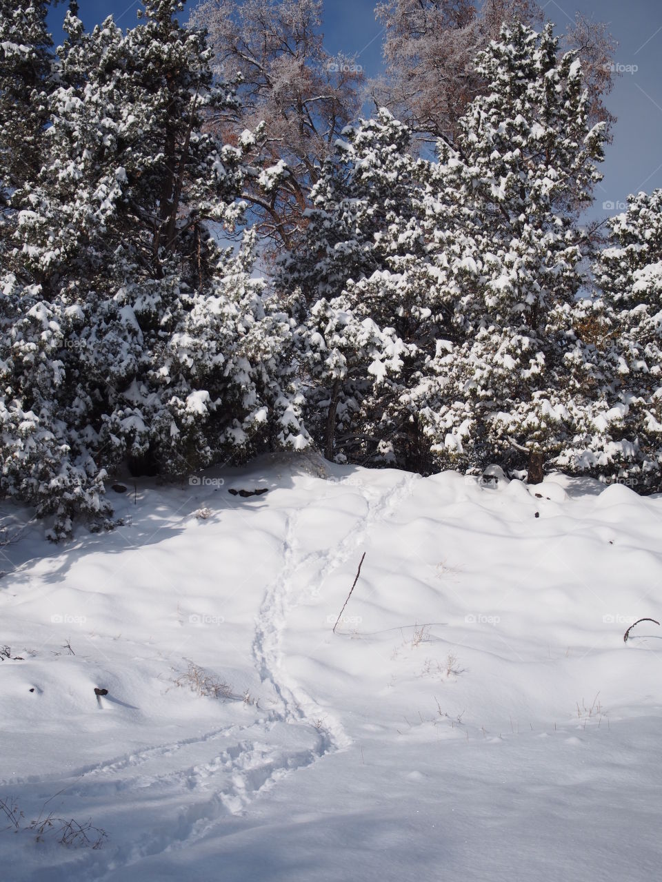 Tracks lead up to the trees on a snow covered hill 