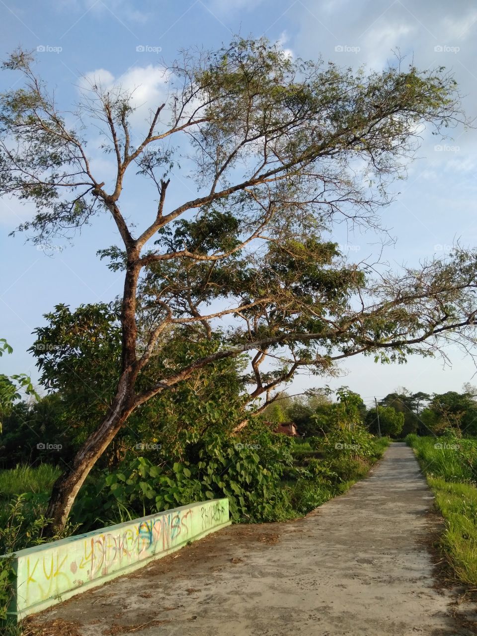 road between field