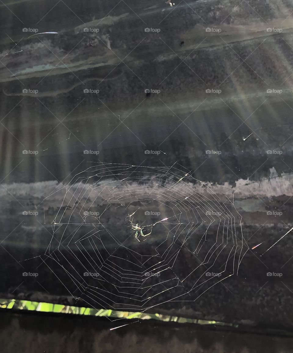 Spiderweb
