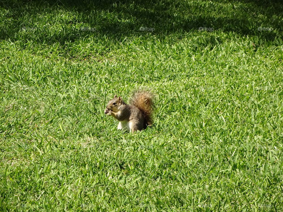 squirrel playing in the grass