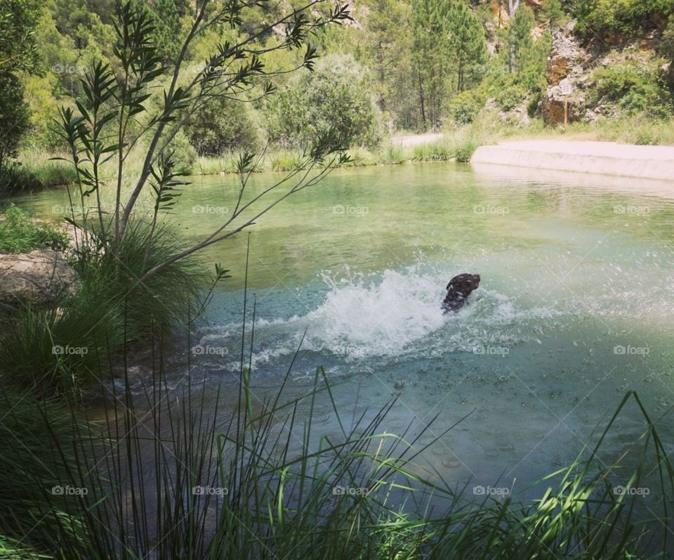 Labrador#dog#canine#river#nature#trees#splash#greengrass