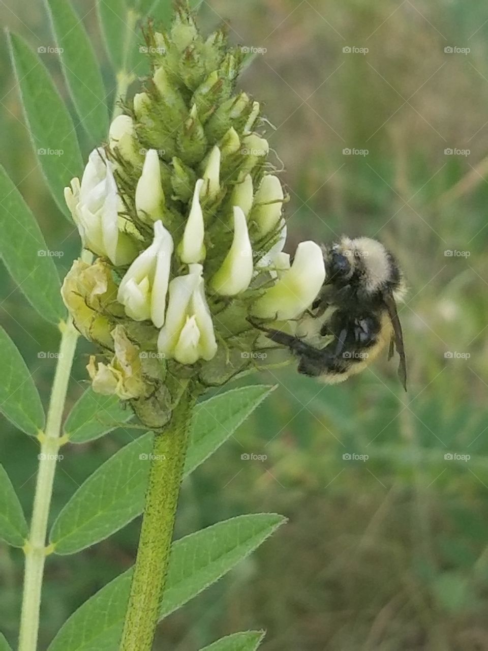 bee