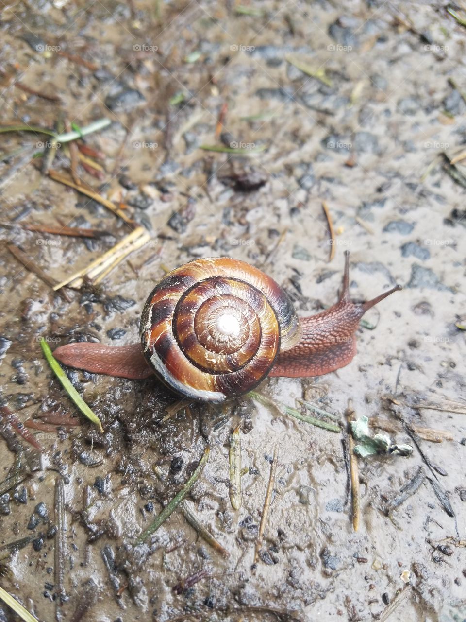 Snail, Shellfish, Shell, Gastropod, Invertebrate