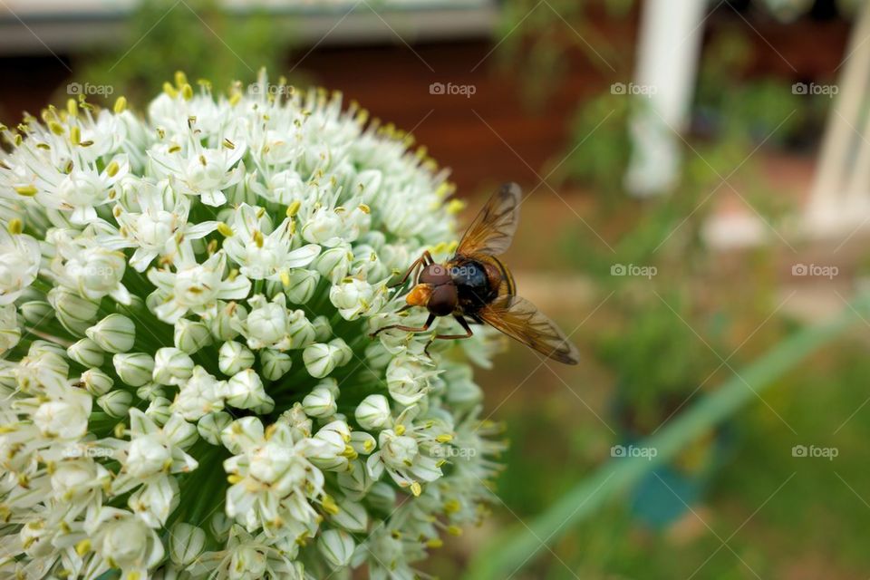 Onion flower and fly