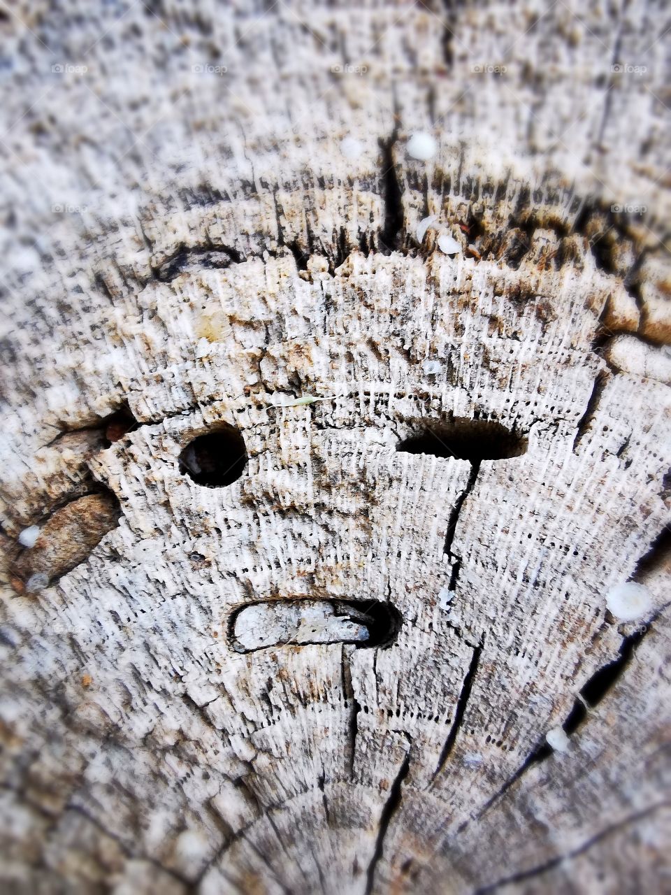 Sad Tree Log
