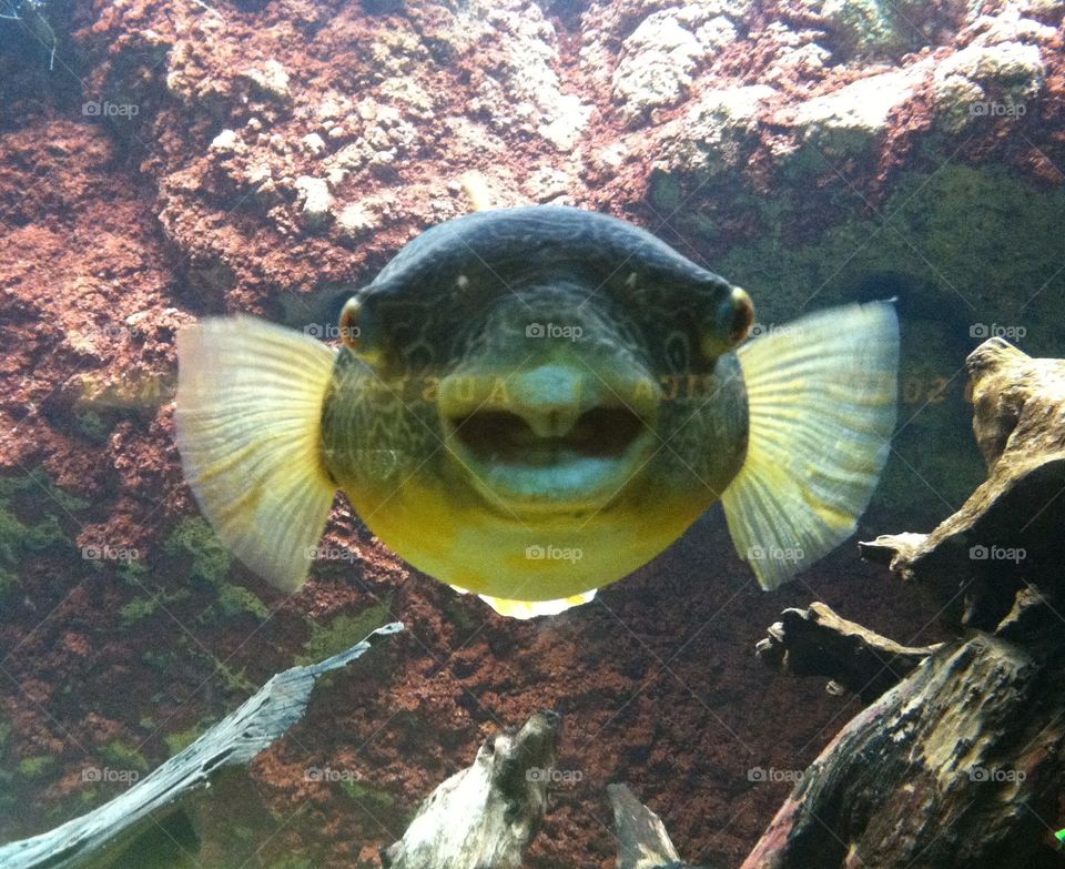 Puffer fish smiling