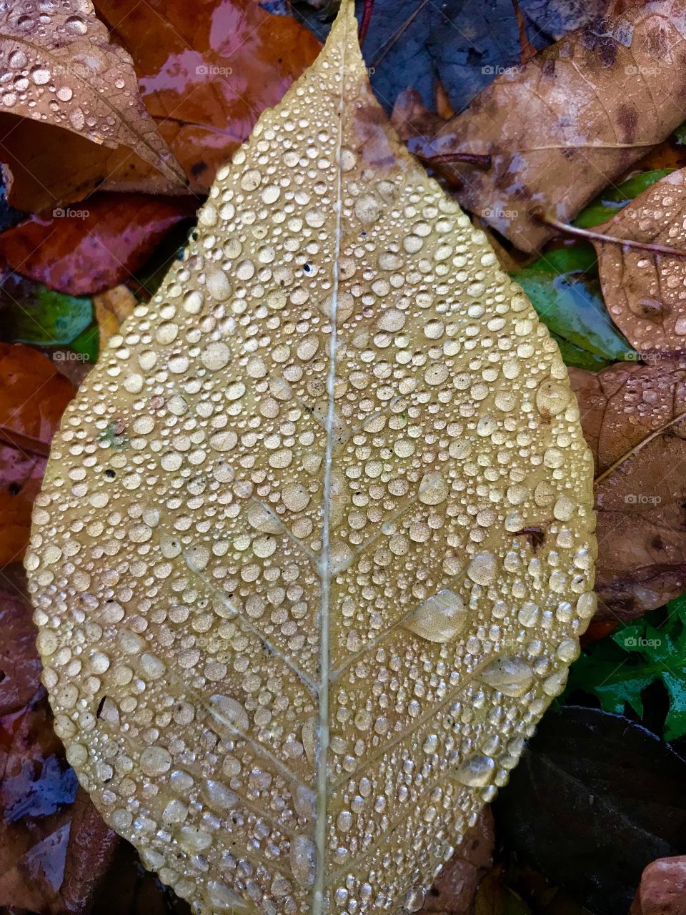 Leaf  and rain