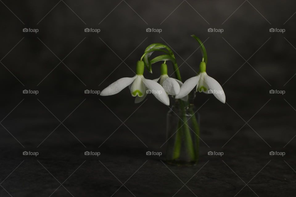 snowdrops in vase on black background