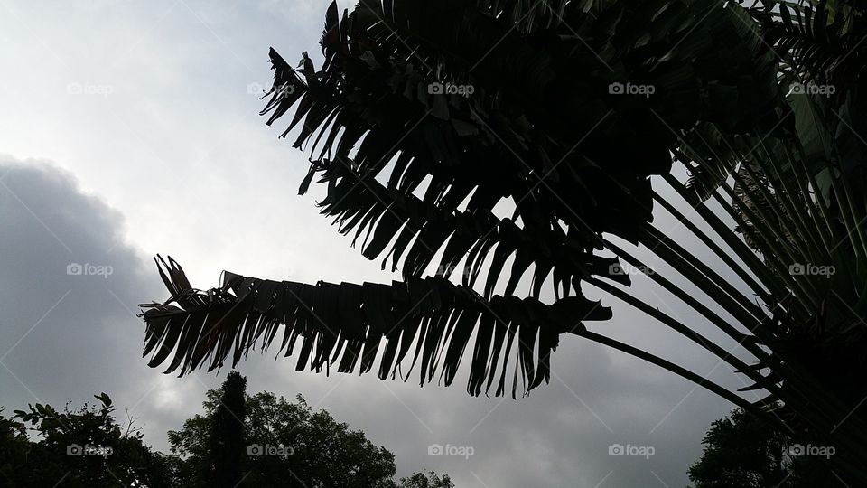 cloud  with  leaf