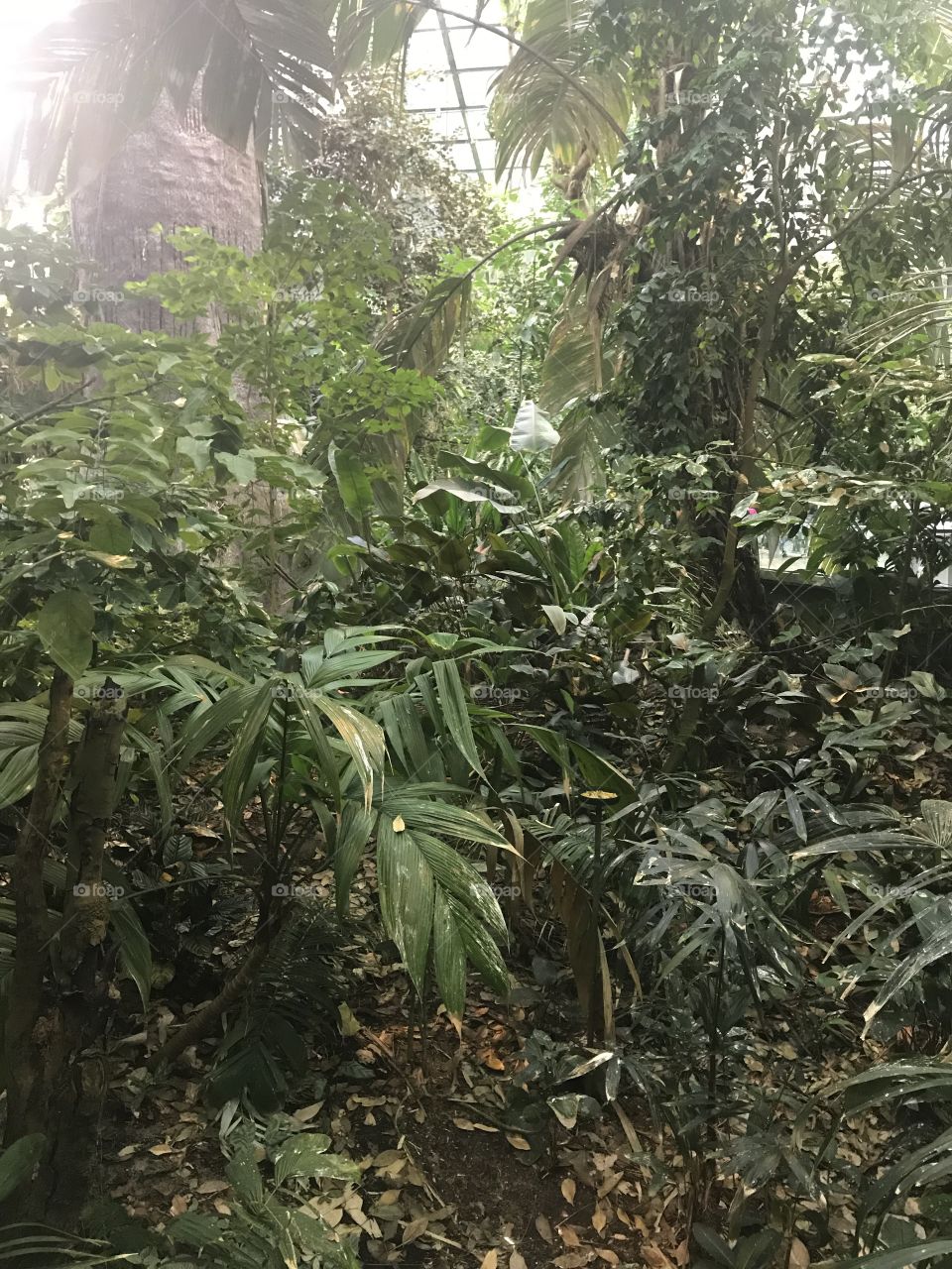 Jungle scene in the depths of winter