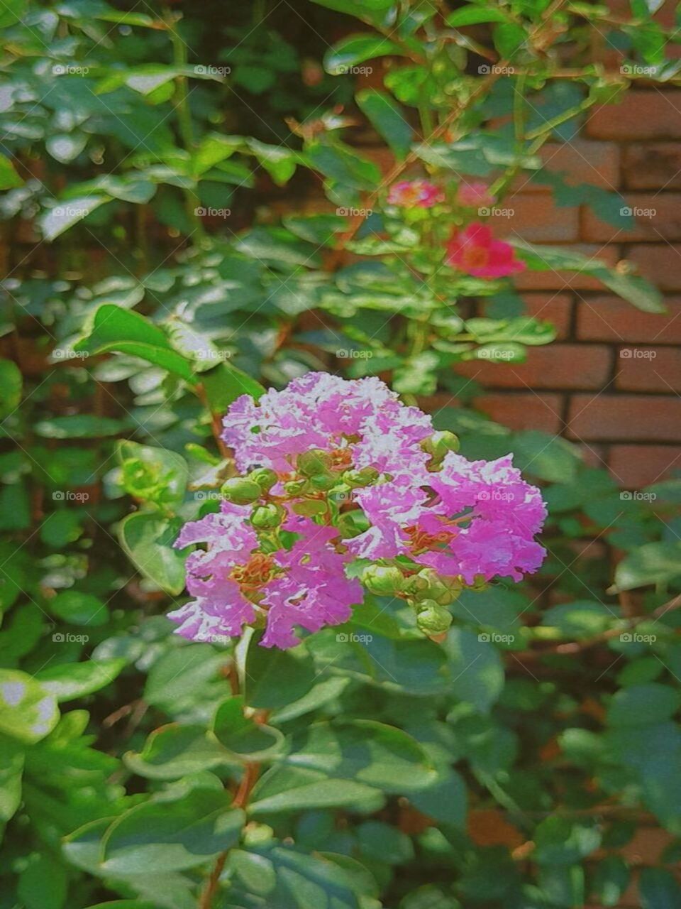 In this photo, you can see some colorful flowers blooming next to a brick wall. It's such a beautiful and cheerful sight.