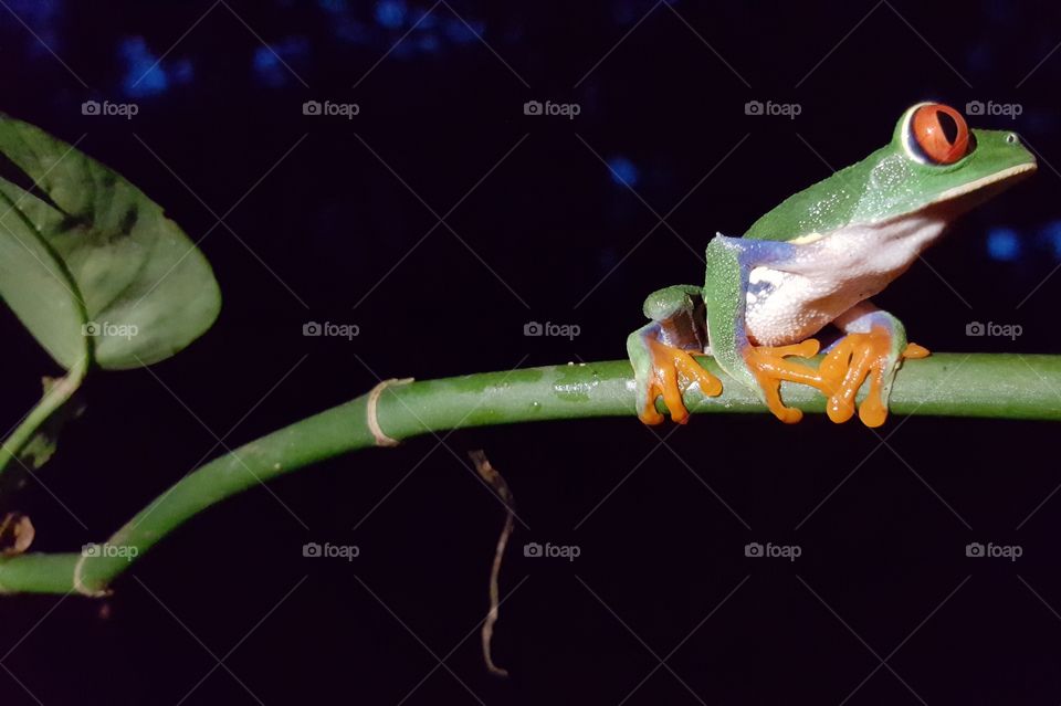 Red Eyed Tree Frog