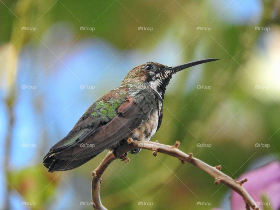 Hummingbird on a branch