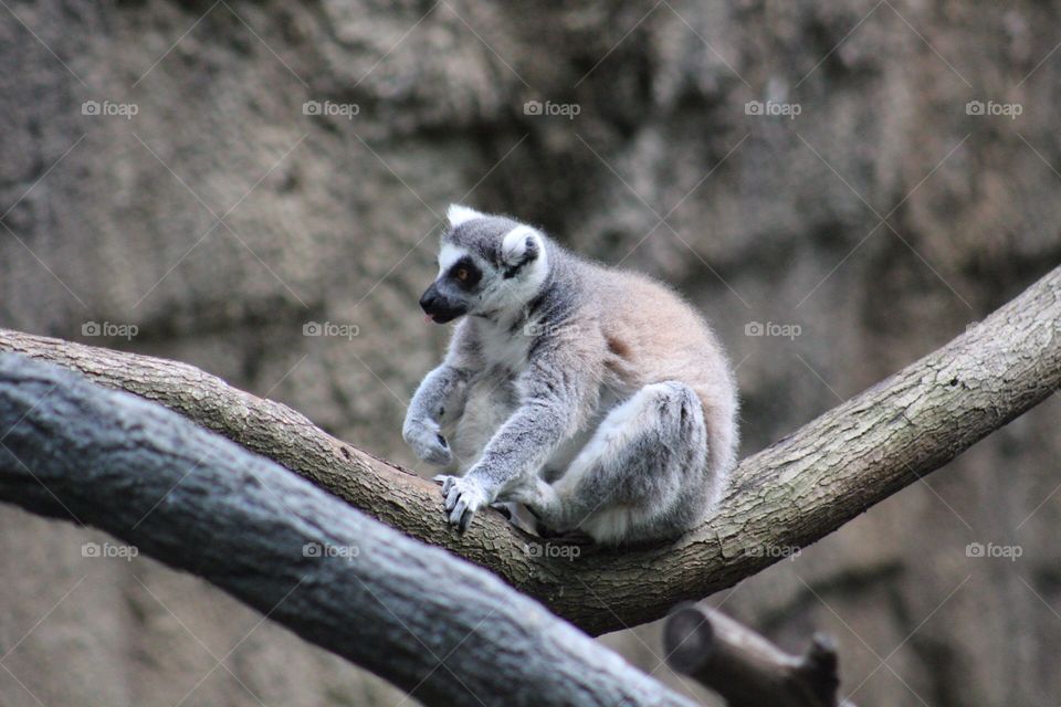 Lemurs