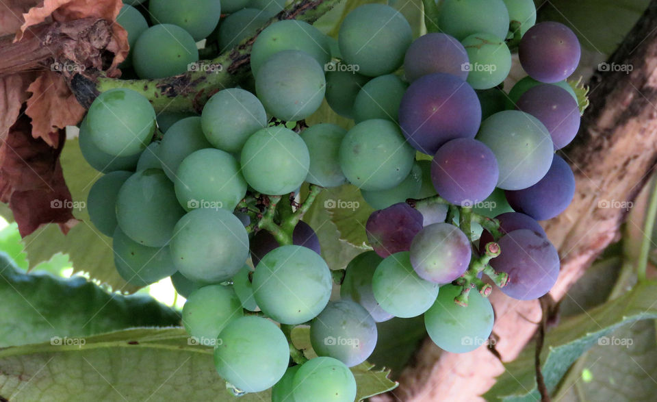 Grapes