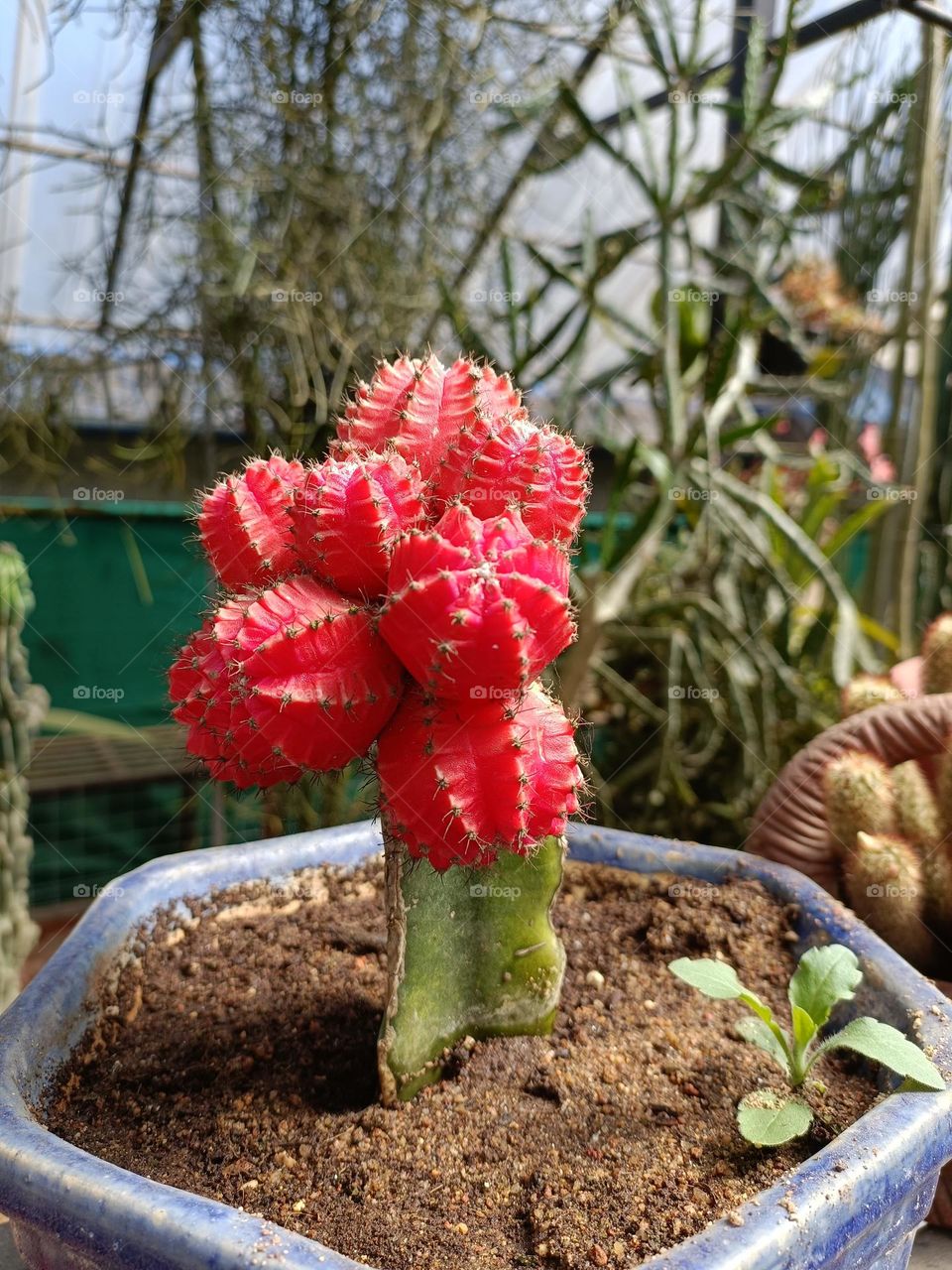 Red cactus