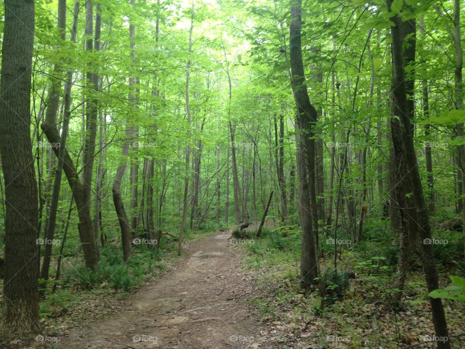 Path into the Forest