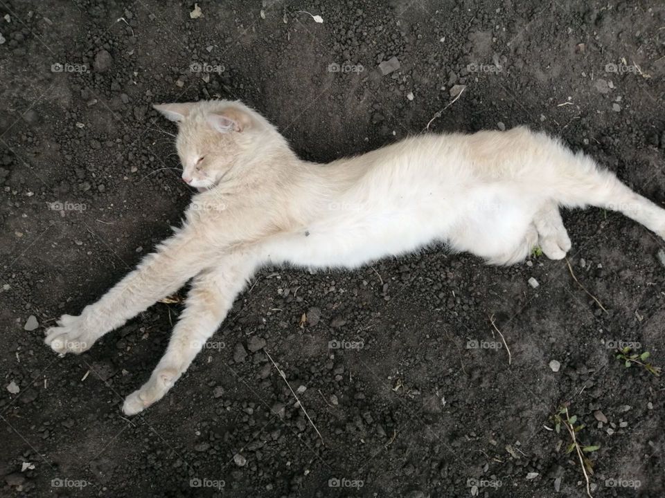 Red dirty cat lies (stretched) on black earth (soil) in the garden