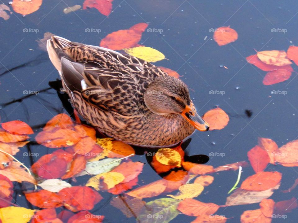 Fowl in the Fall