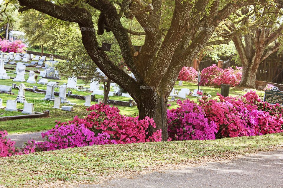 Azaleas.