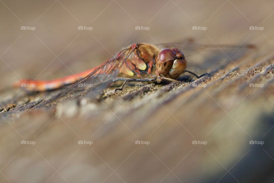 Close-up of dragonfly