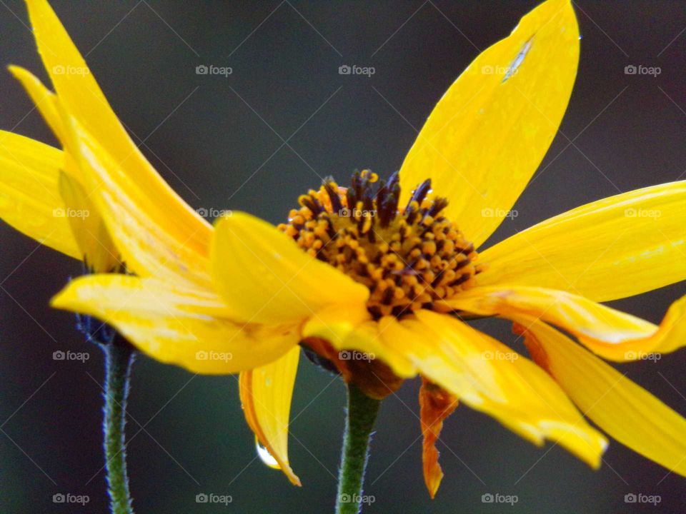 Regentropfen an einer Blüte