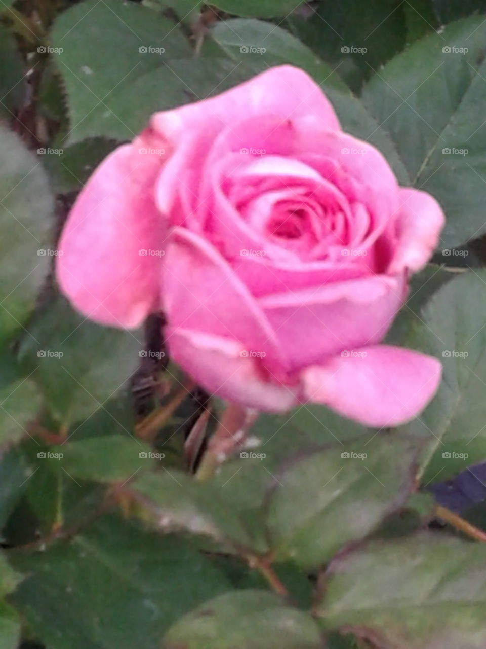 pink blooms in june