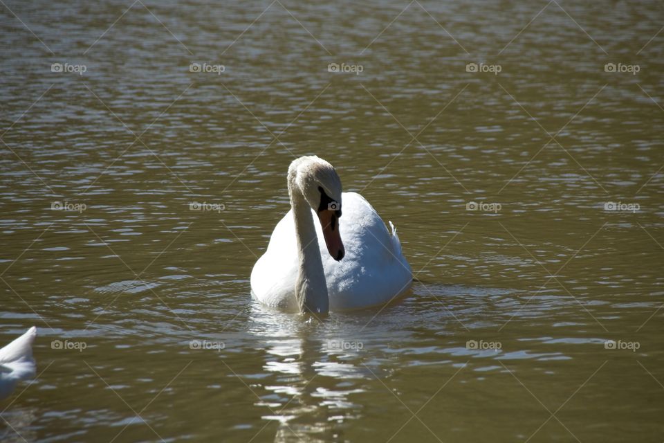 swans on the lake