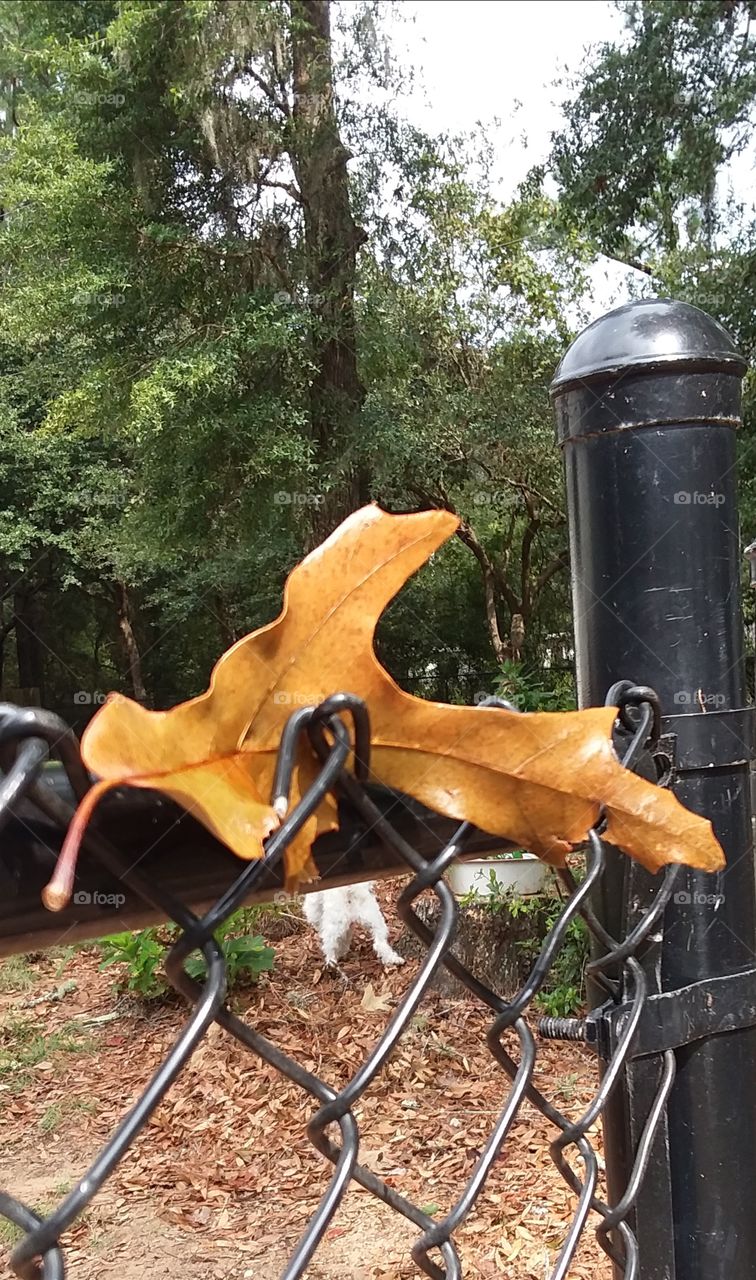 first thing I saw when I went out this morning beautiful golden leaf in the fence. hello autumn!