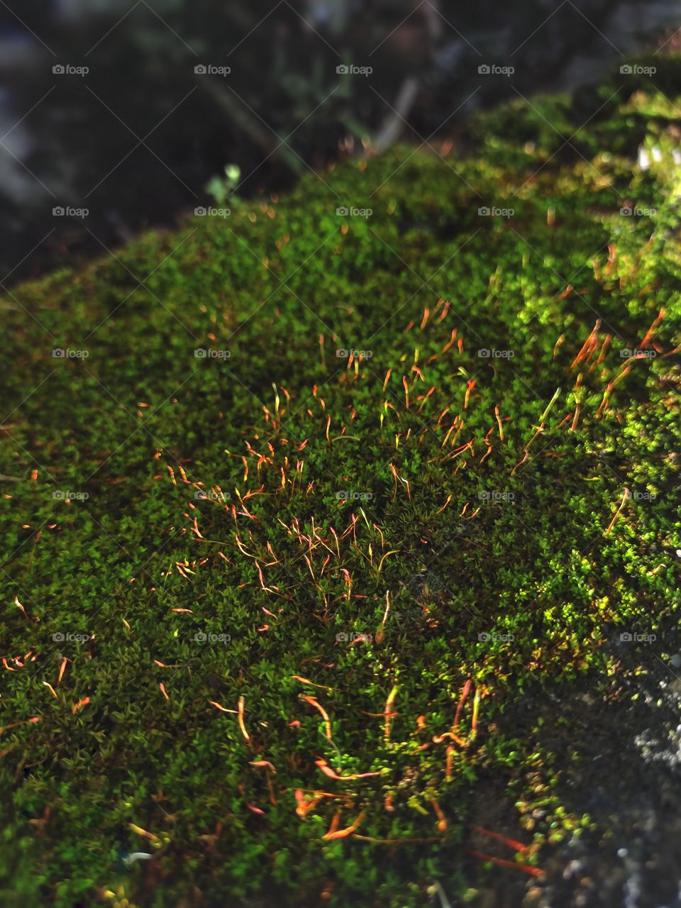The simplicity and beauty of nature - moss at dusk