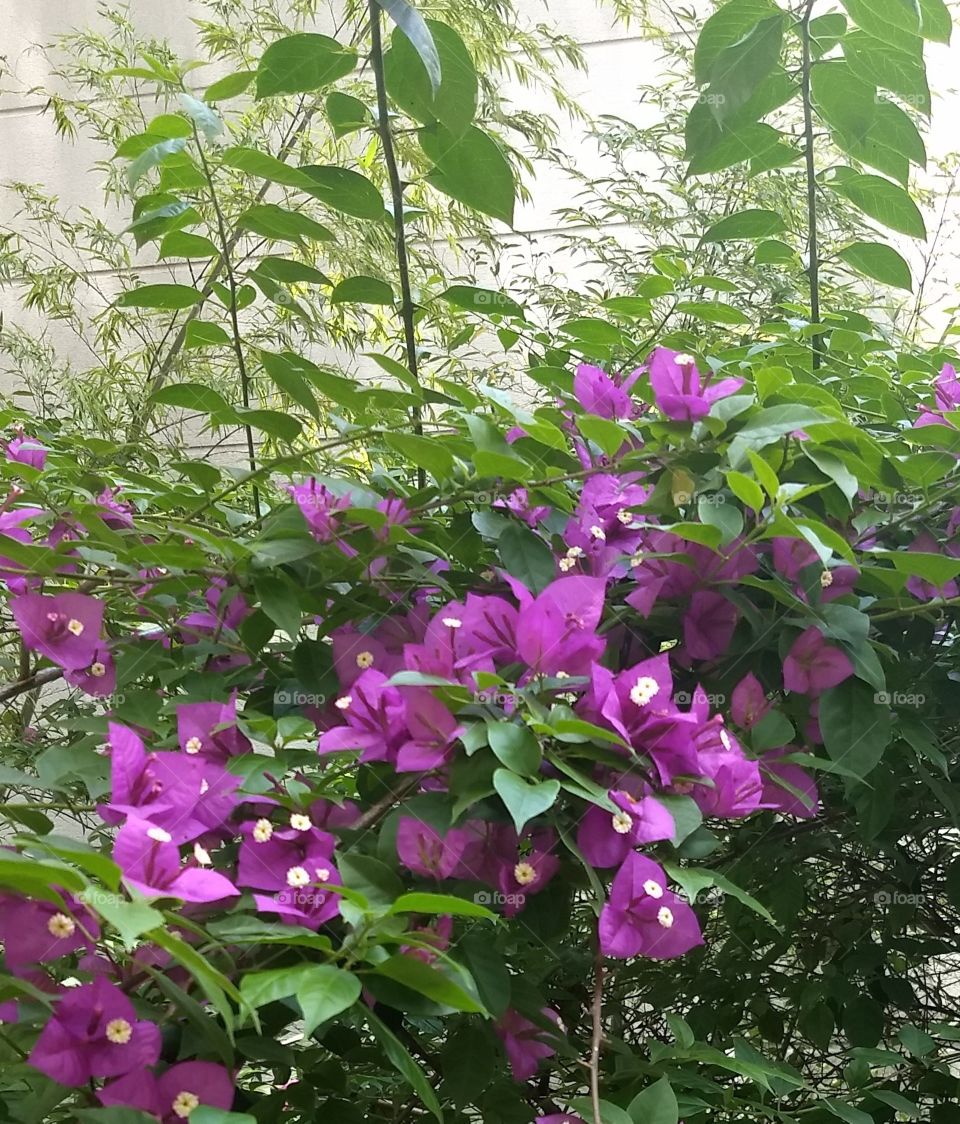 Bougainvilles